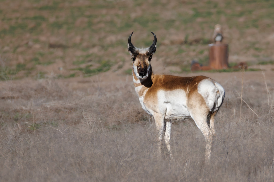 Pronghorn