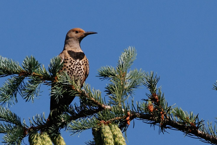 Northern Flicker