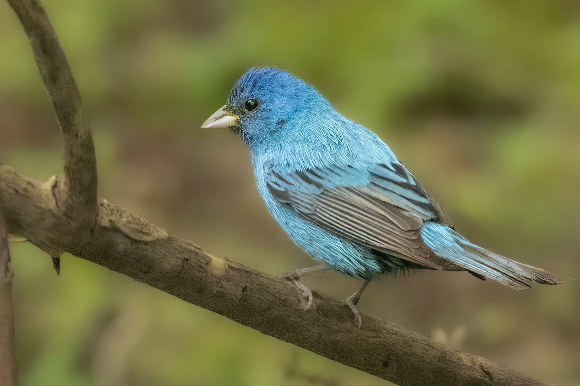 Indigo Bunting