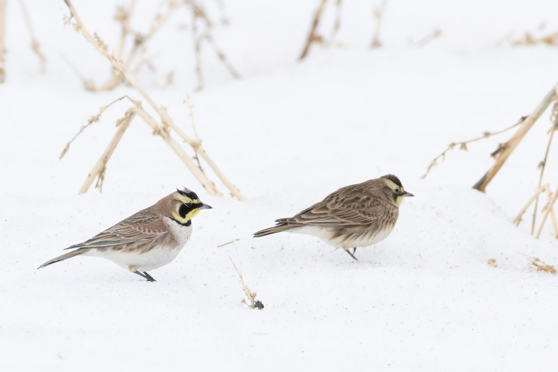 Horned Larks