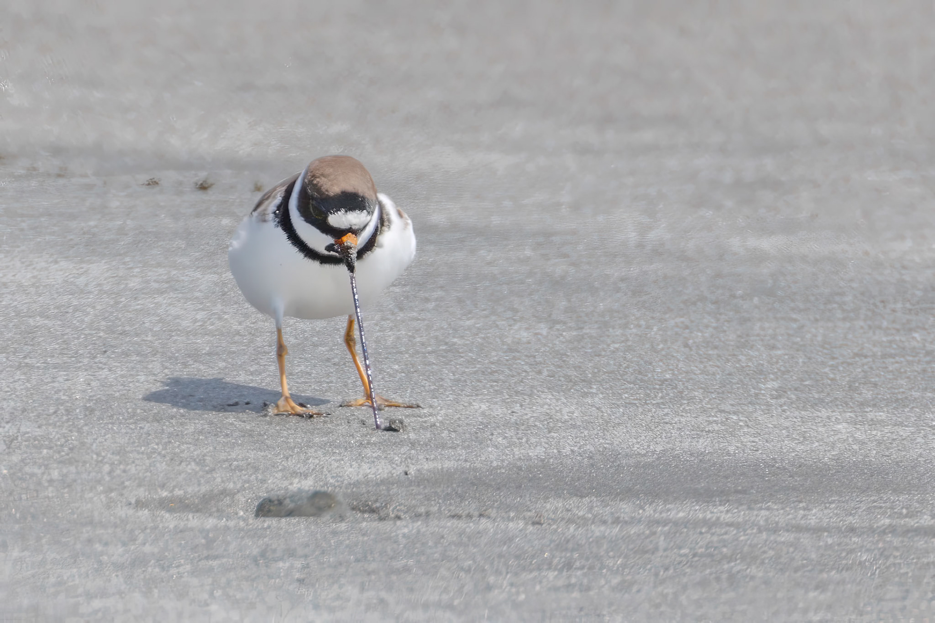 Semipalmated Plover
