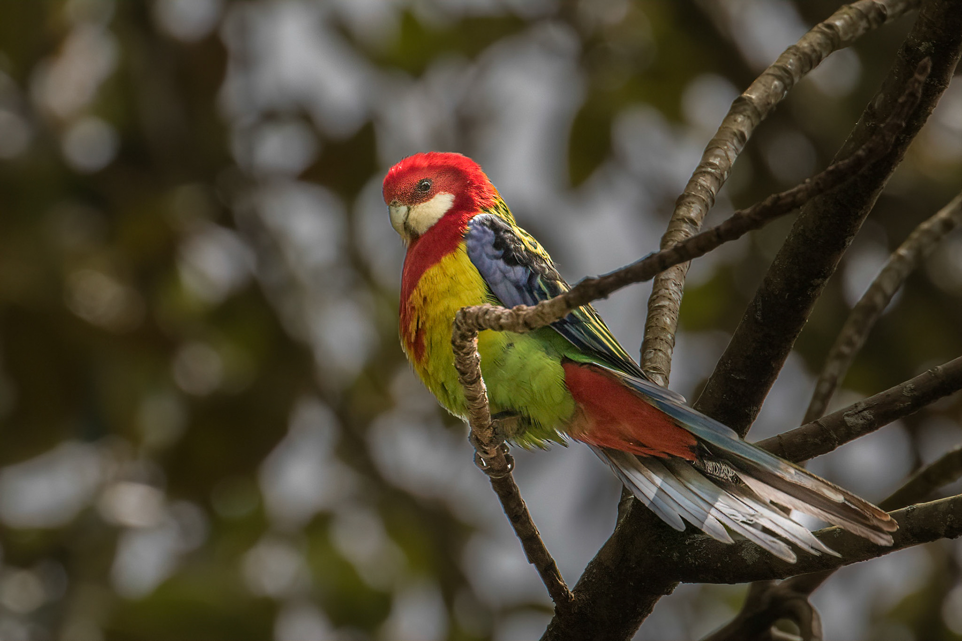 Eastern Rosella
