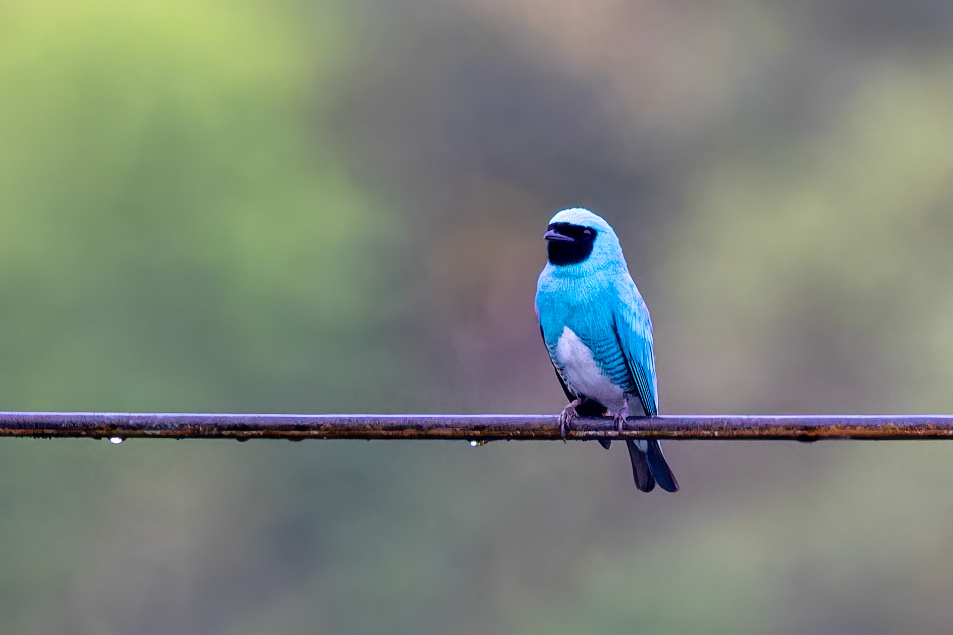 Swallow Tanager