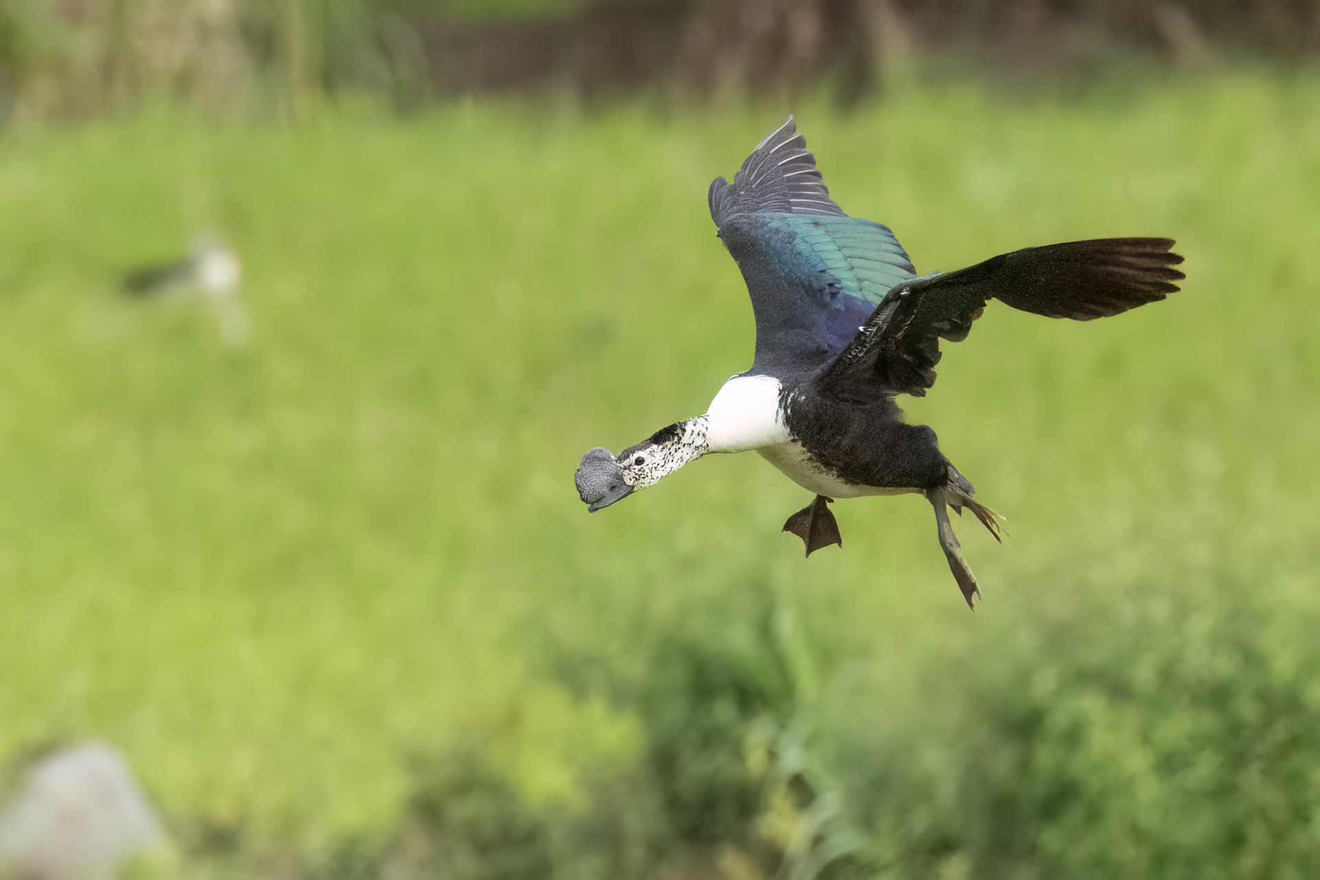 Male Comb Duck