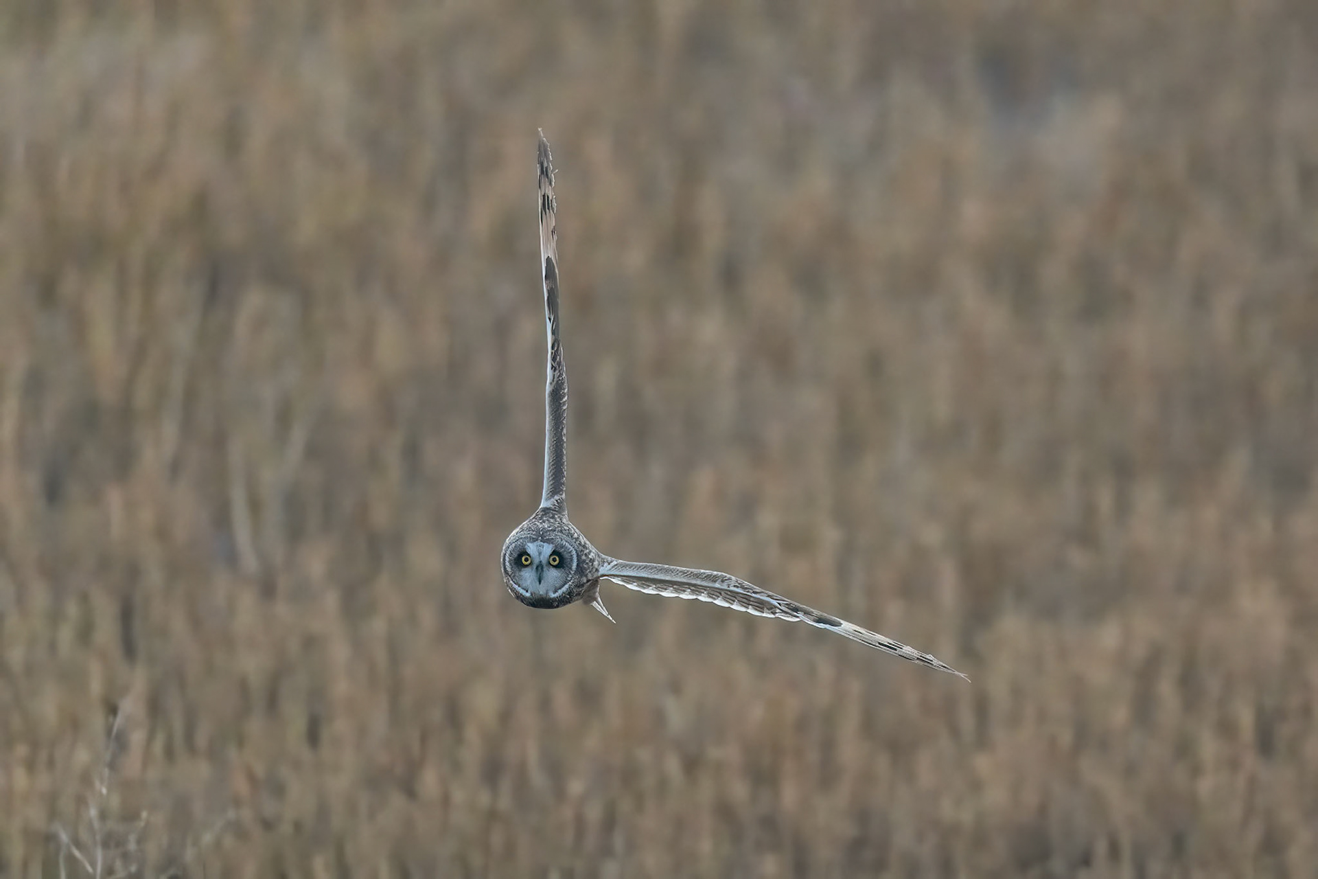 Short-eared Owl