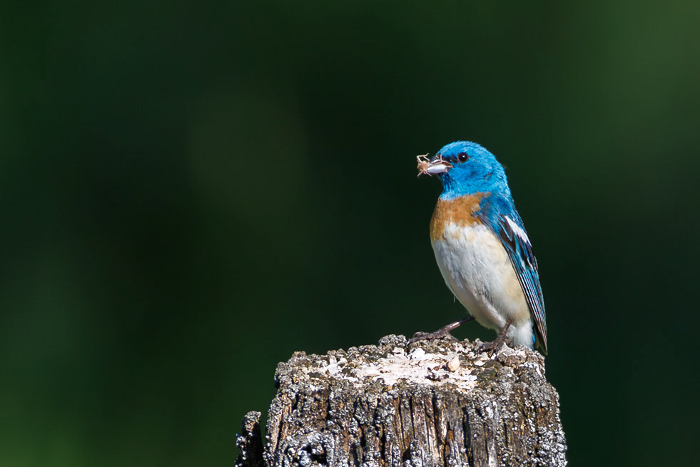 Male Lazuli Bunting
