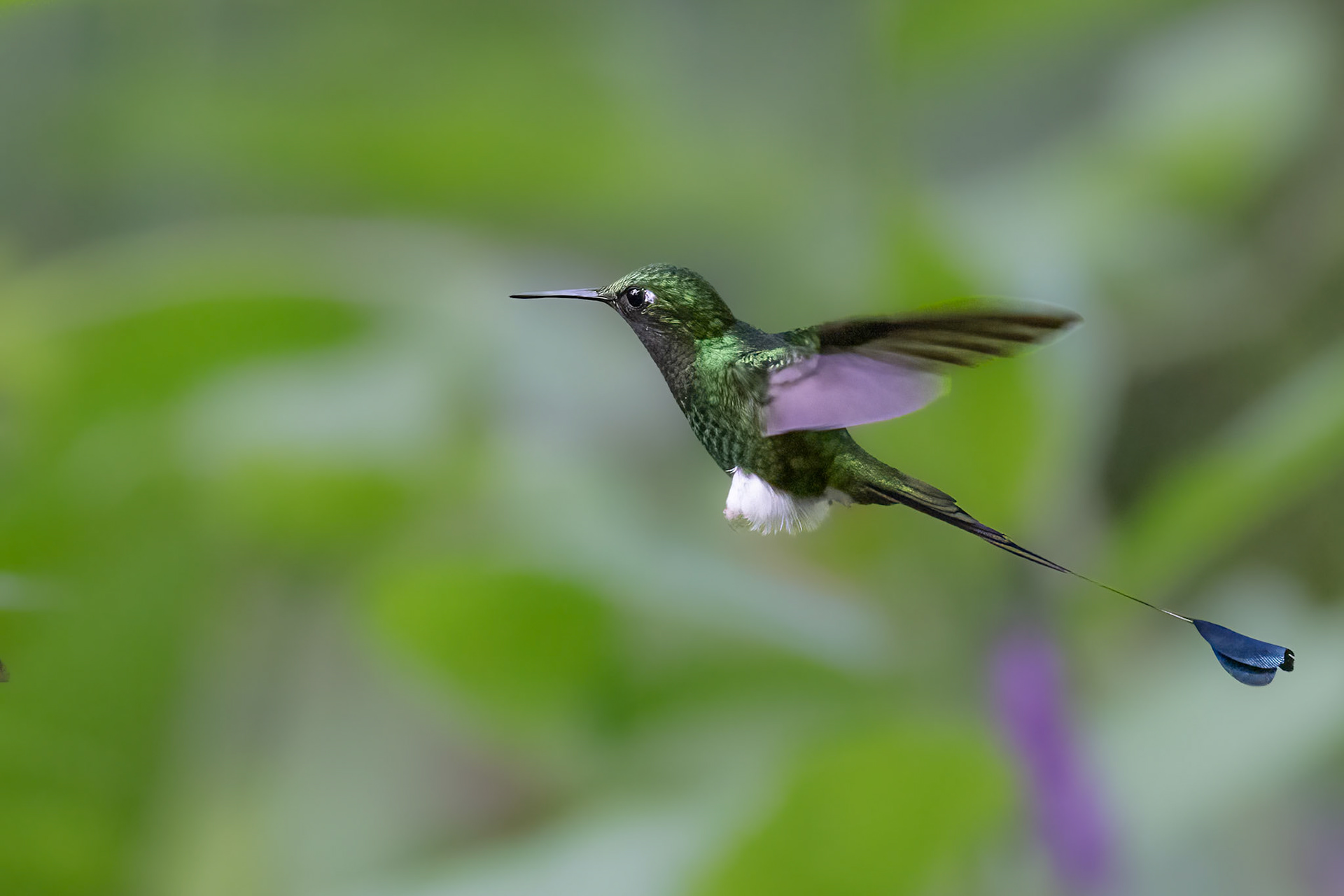 White-booted Racket-tail