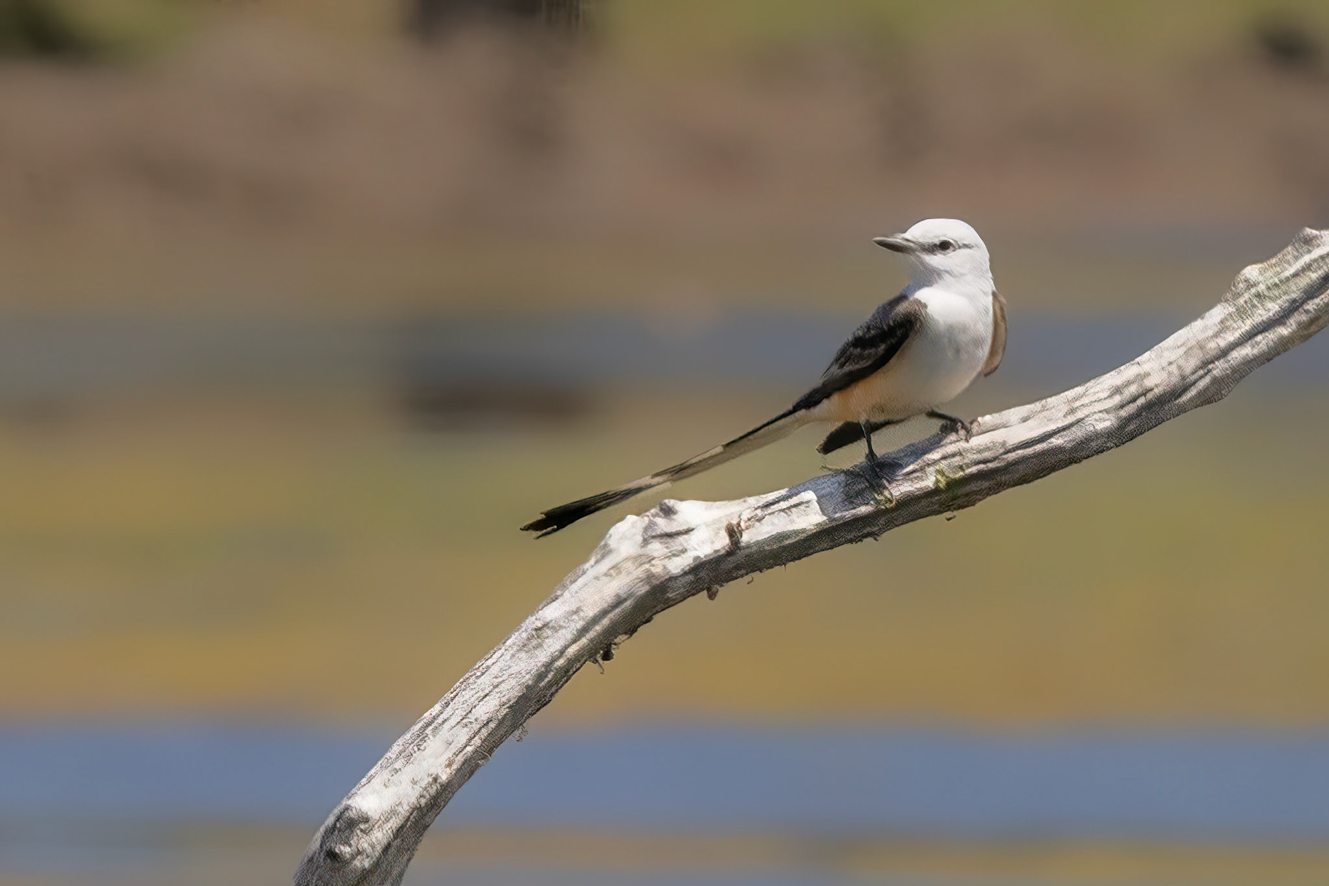 Scissor-tailed Flycatcher
