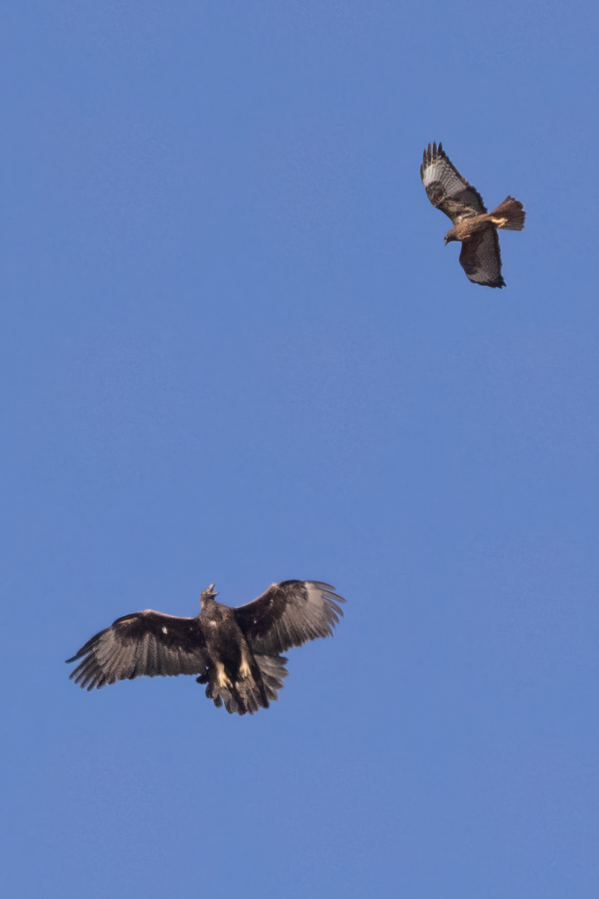 Golden and Red-tailed Hawks fighting