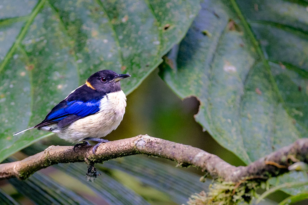 Golden-collared Honeycreeper