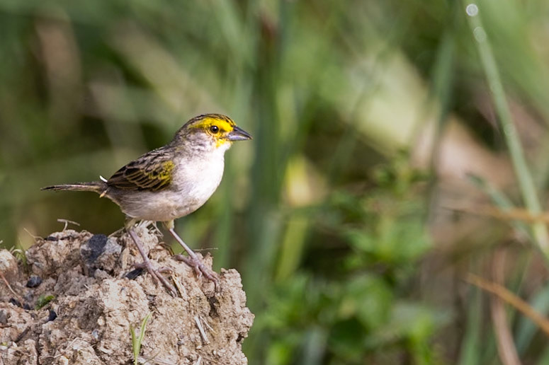 Yellow-browed Sparrow
