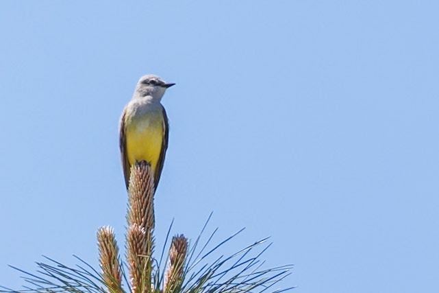 Western Kingbird