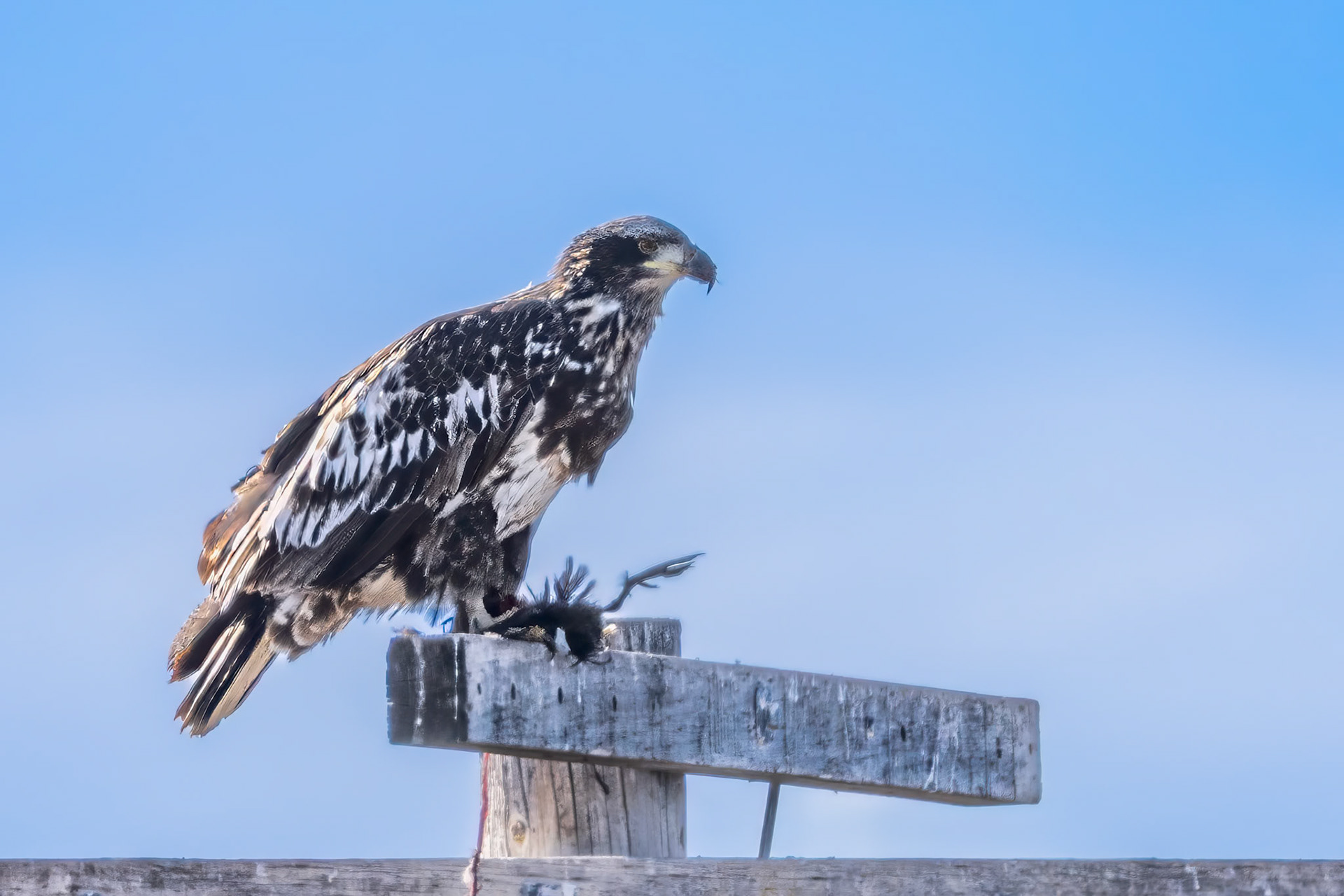 subadult Bald Eagle