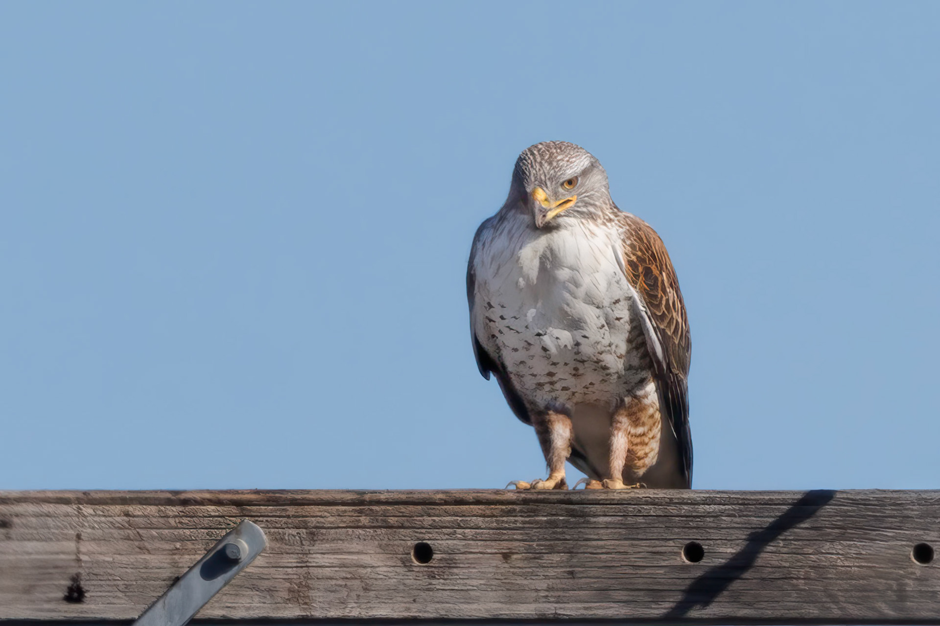 Ferruginous Hawk