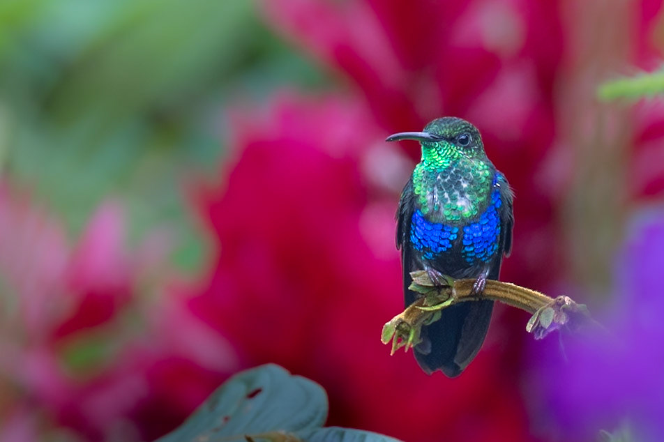 Fork-tailed Woodnymph