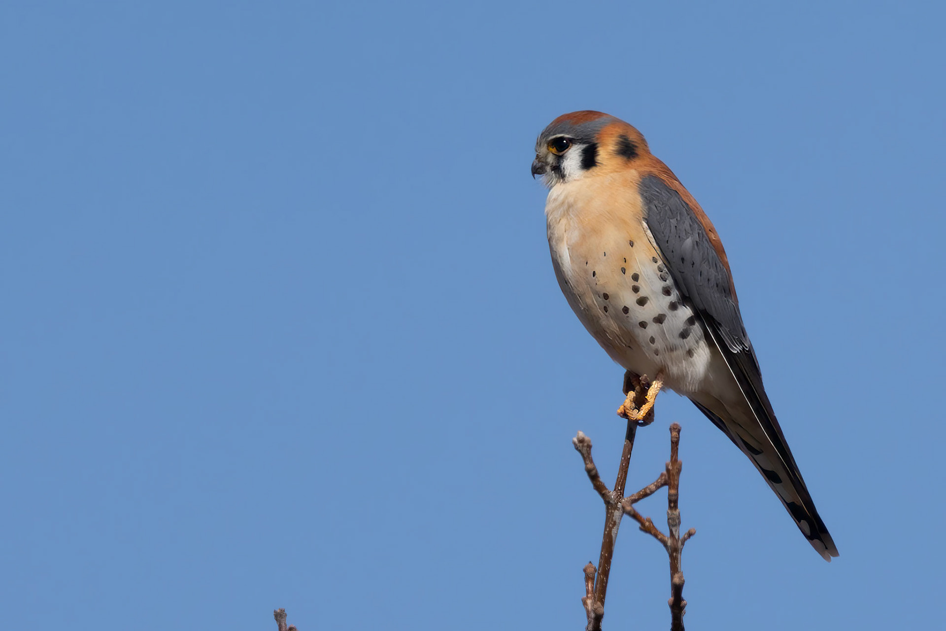 American Kestrel