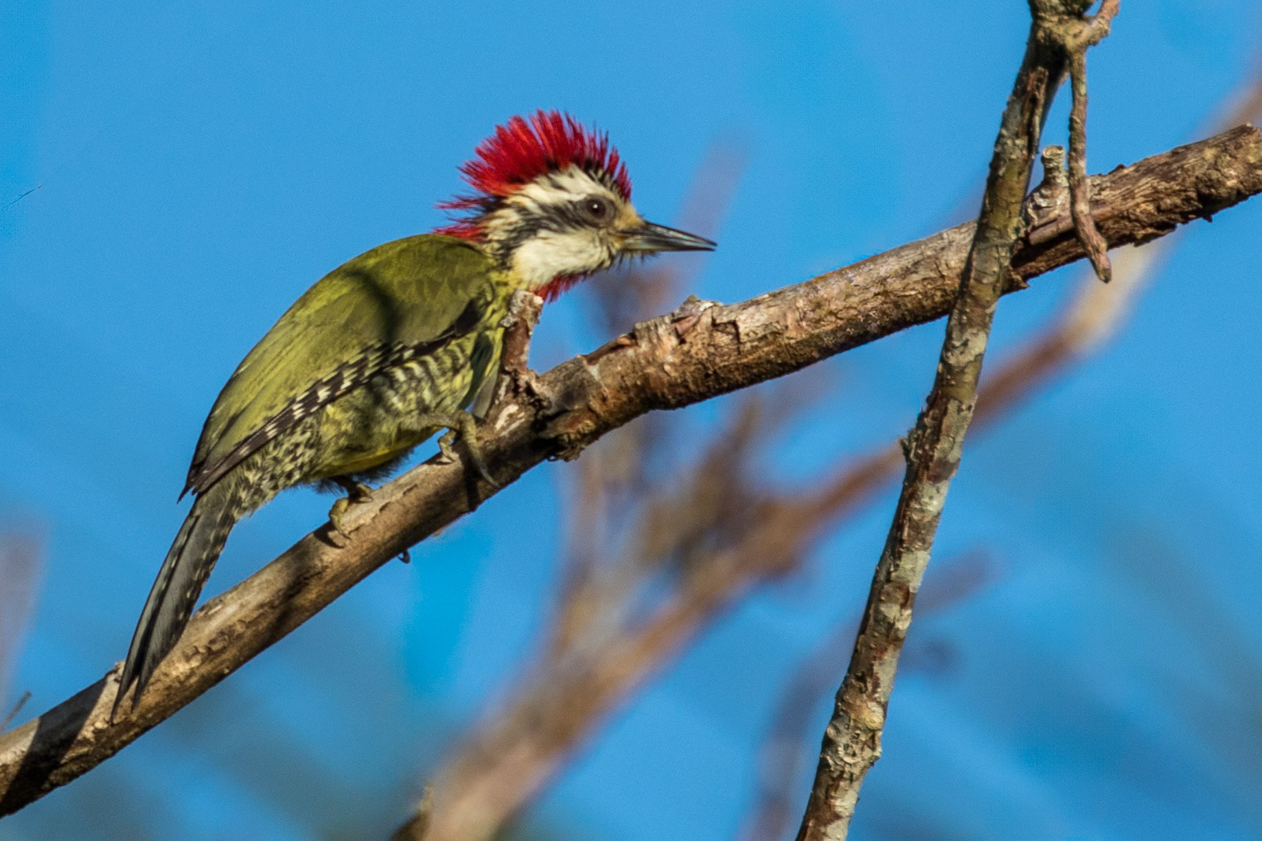 Cuban Green Woodpecker