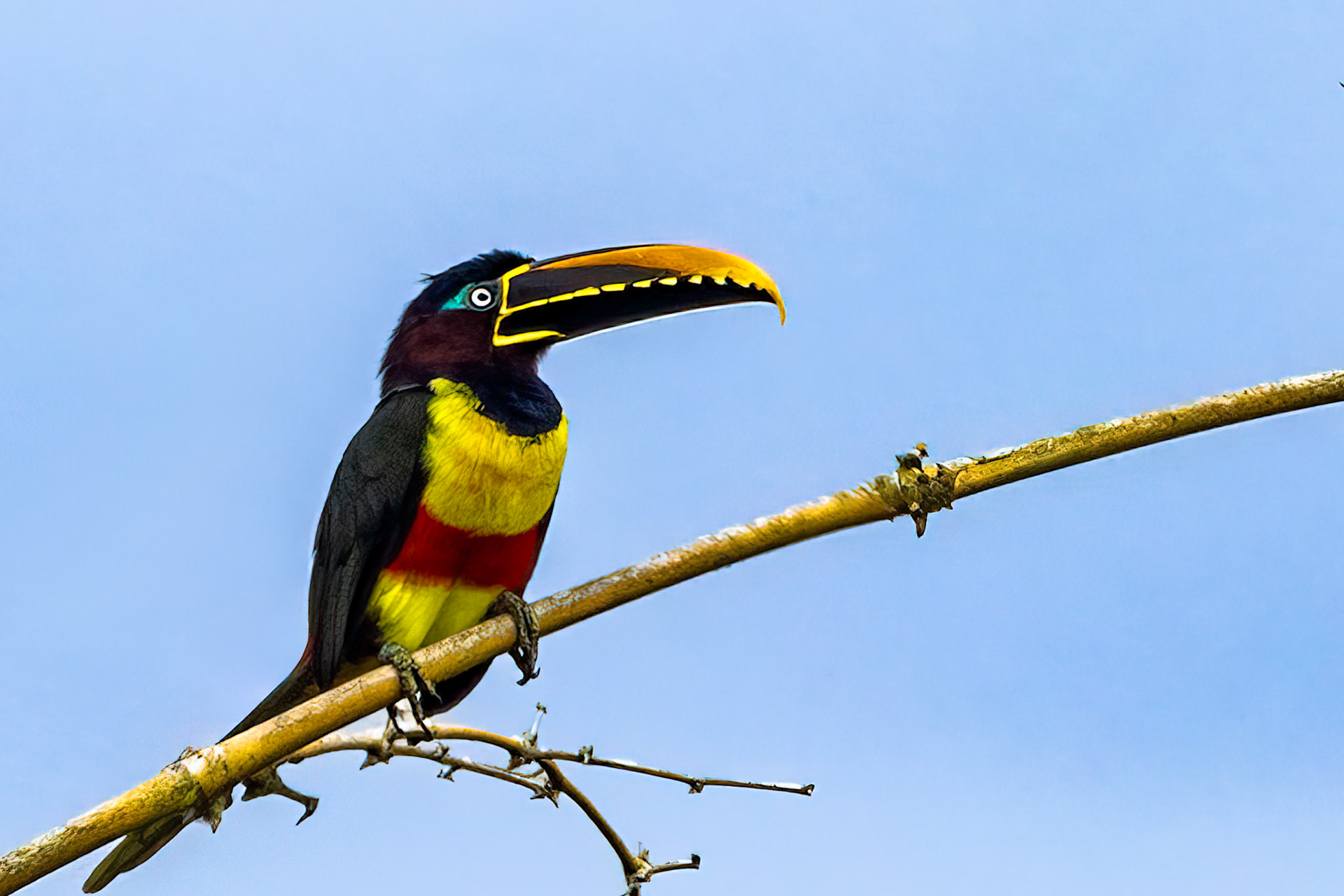 Chestnut-eared Aracari