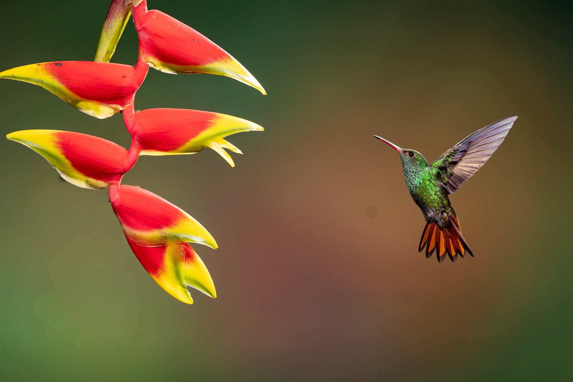 Rufous-tailed Hummingbird