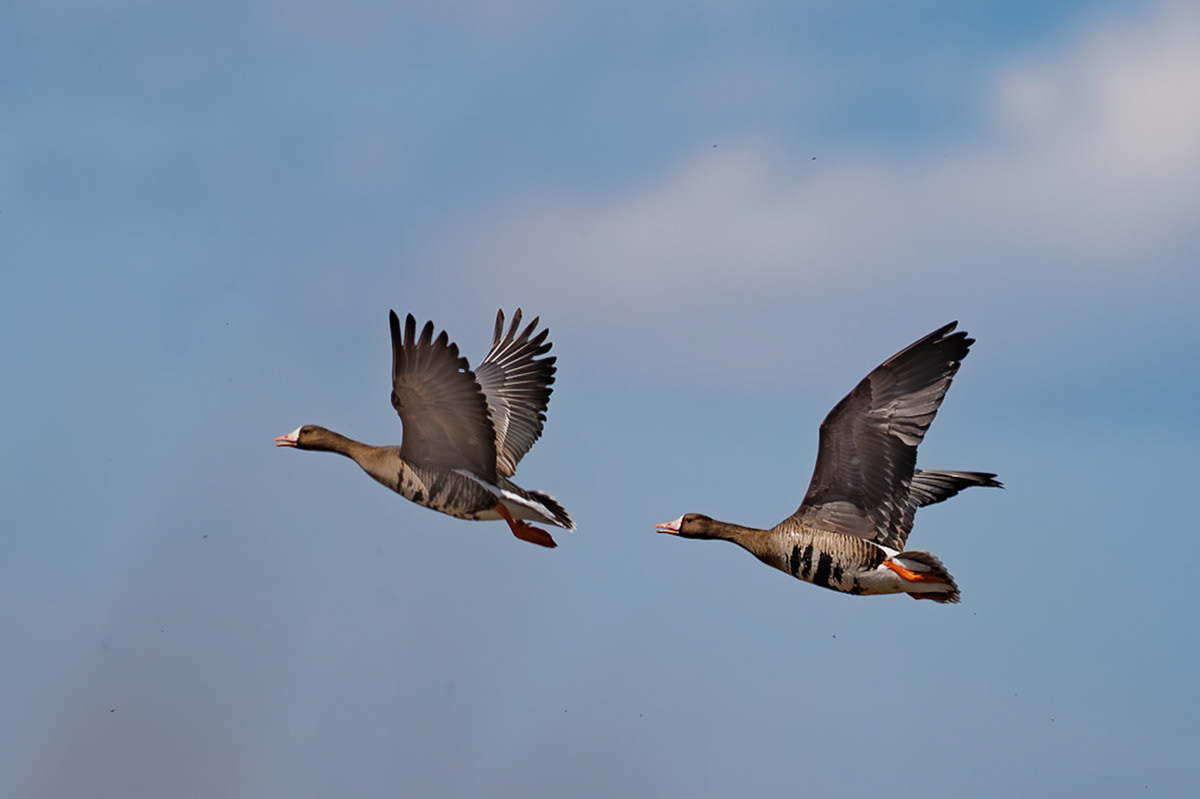 Greater White-fronted Geese