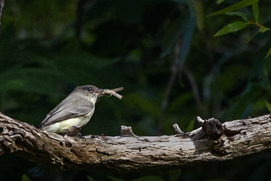 Eastern Wood-Pewee