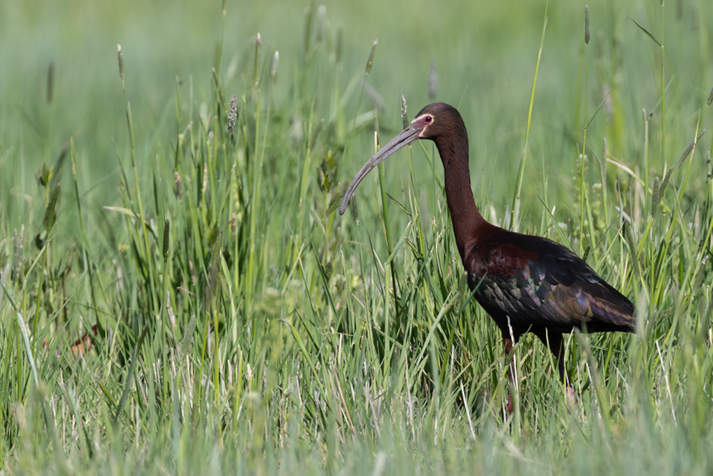 White-faced Ibis