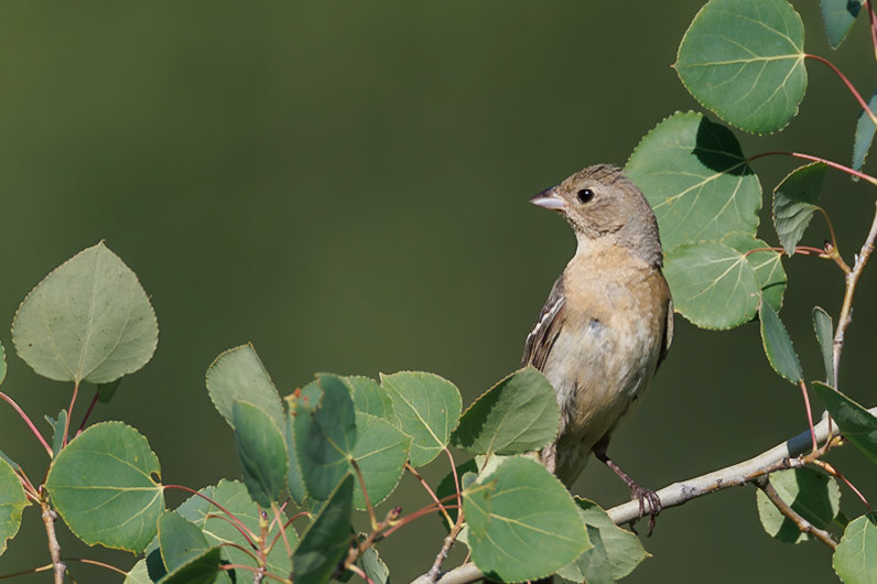 Female Lazuli Bunting