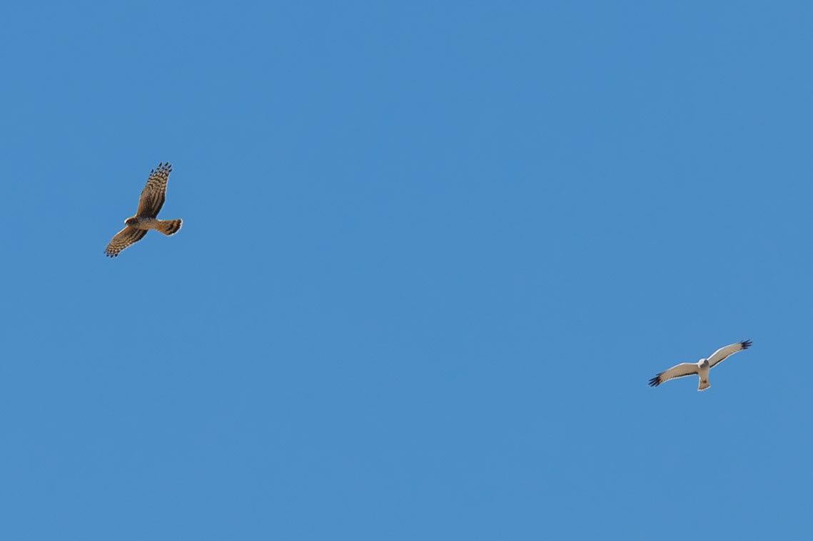 Northern Harriers