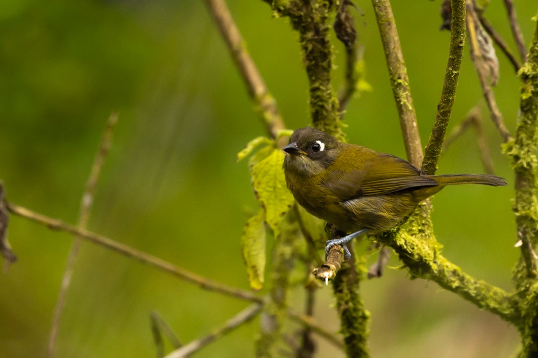 Common Chlorospingus