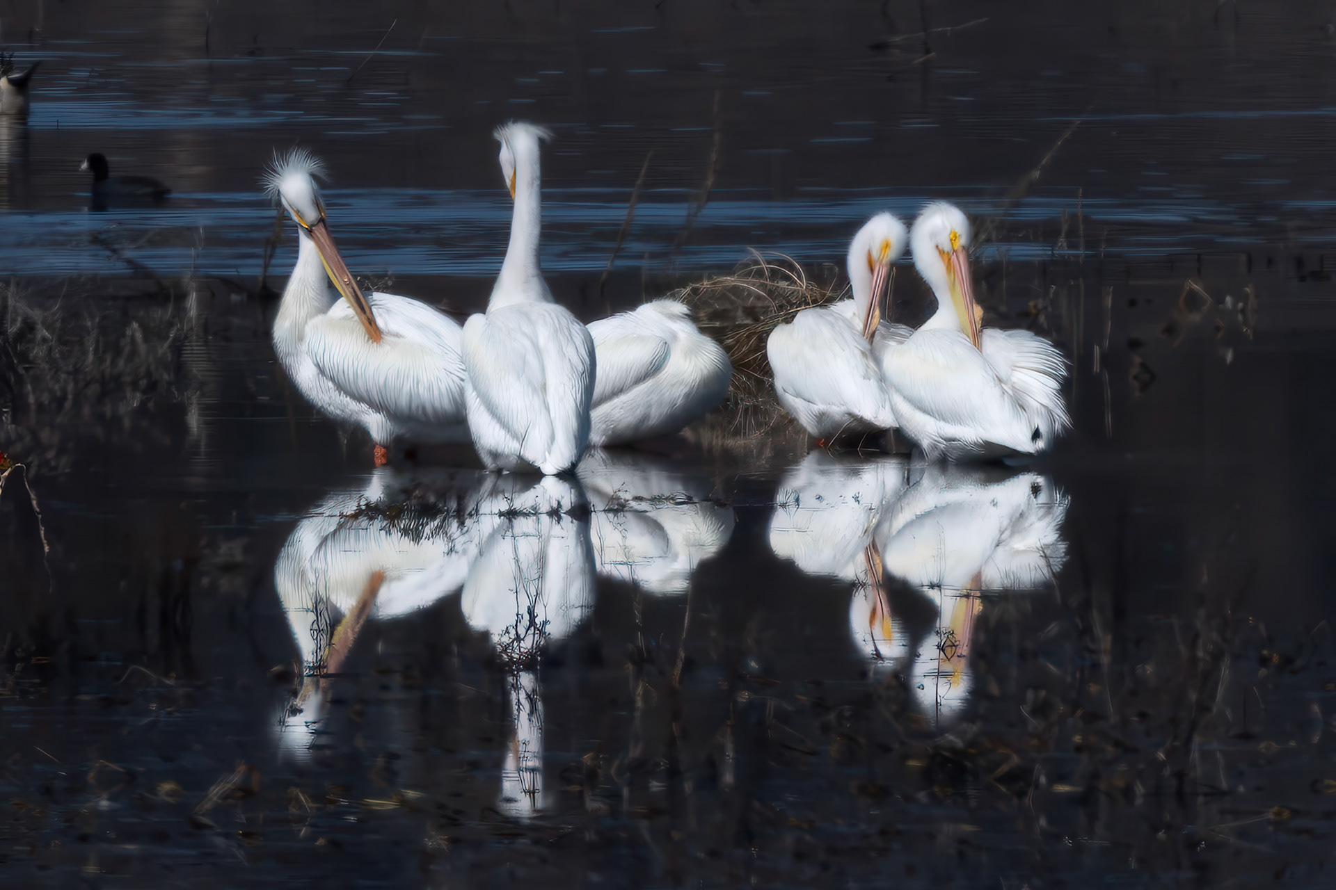 American White Pelican