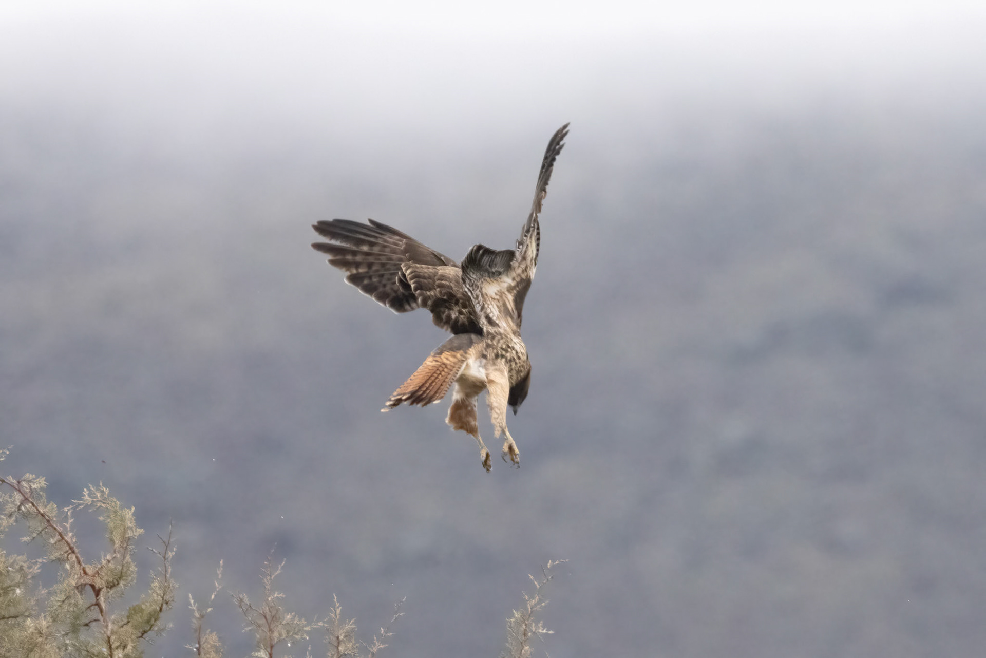 A Dancing Red-tail Hawk