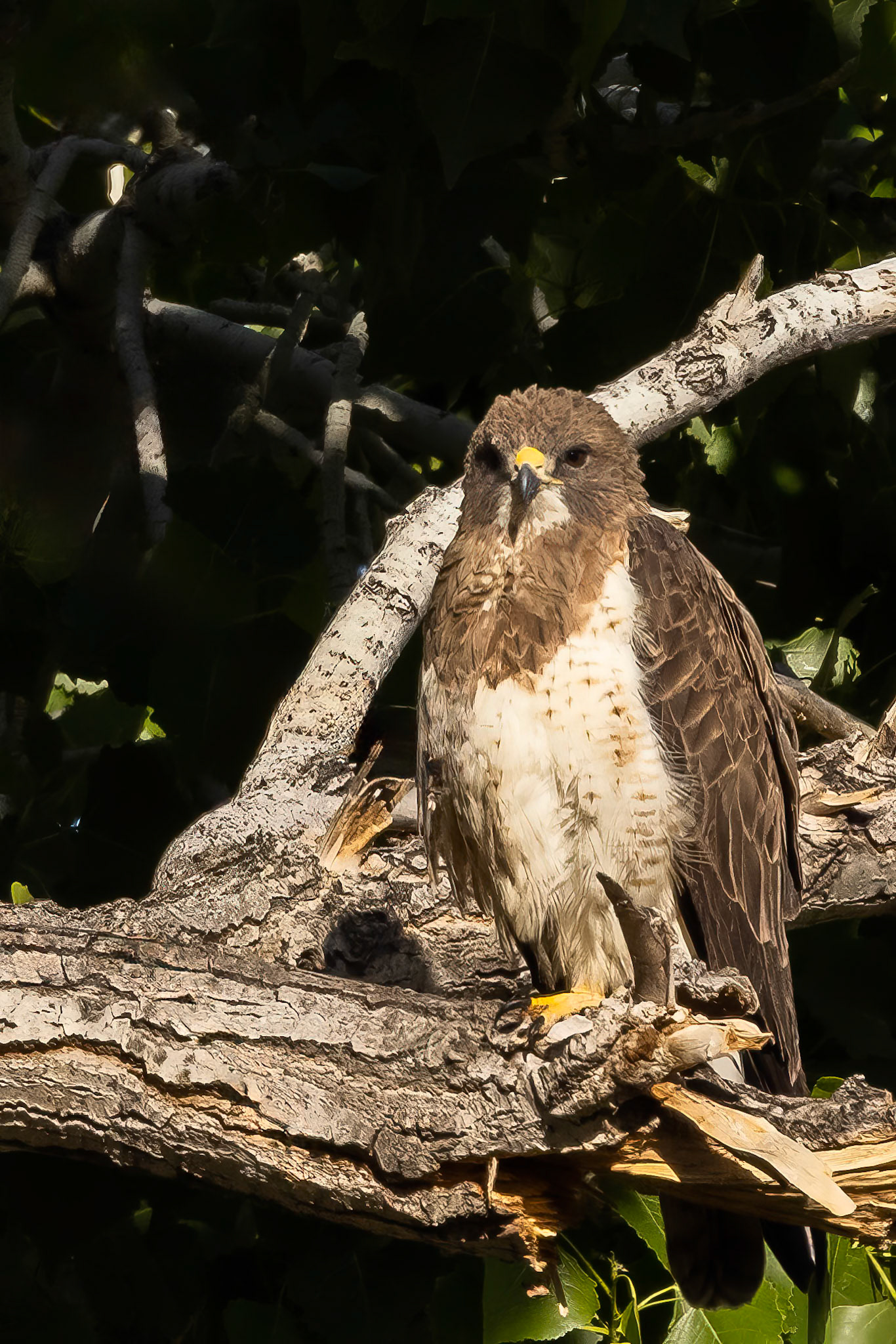 Swainson's Hawk