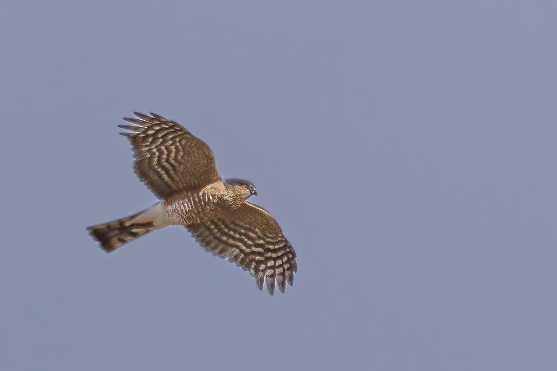 Sharp-shinned Hawk