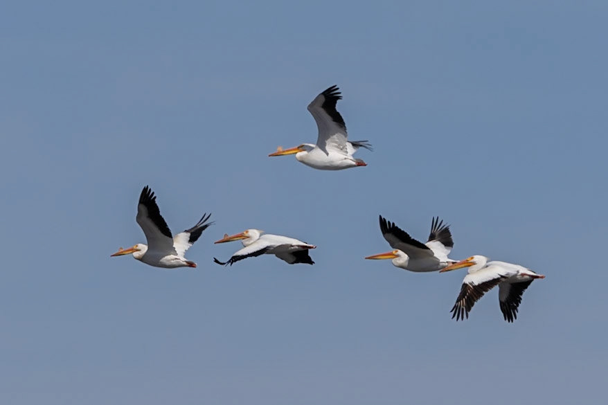 American White Pelican