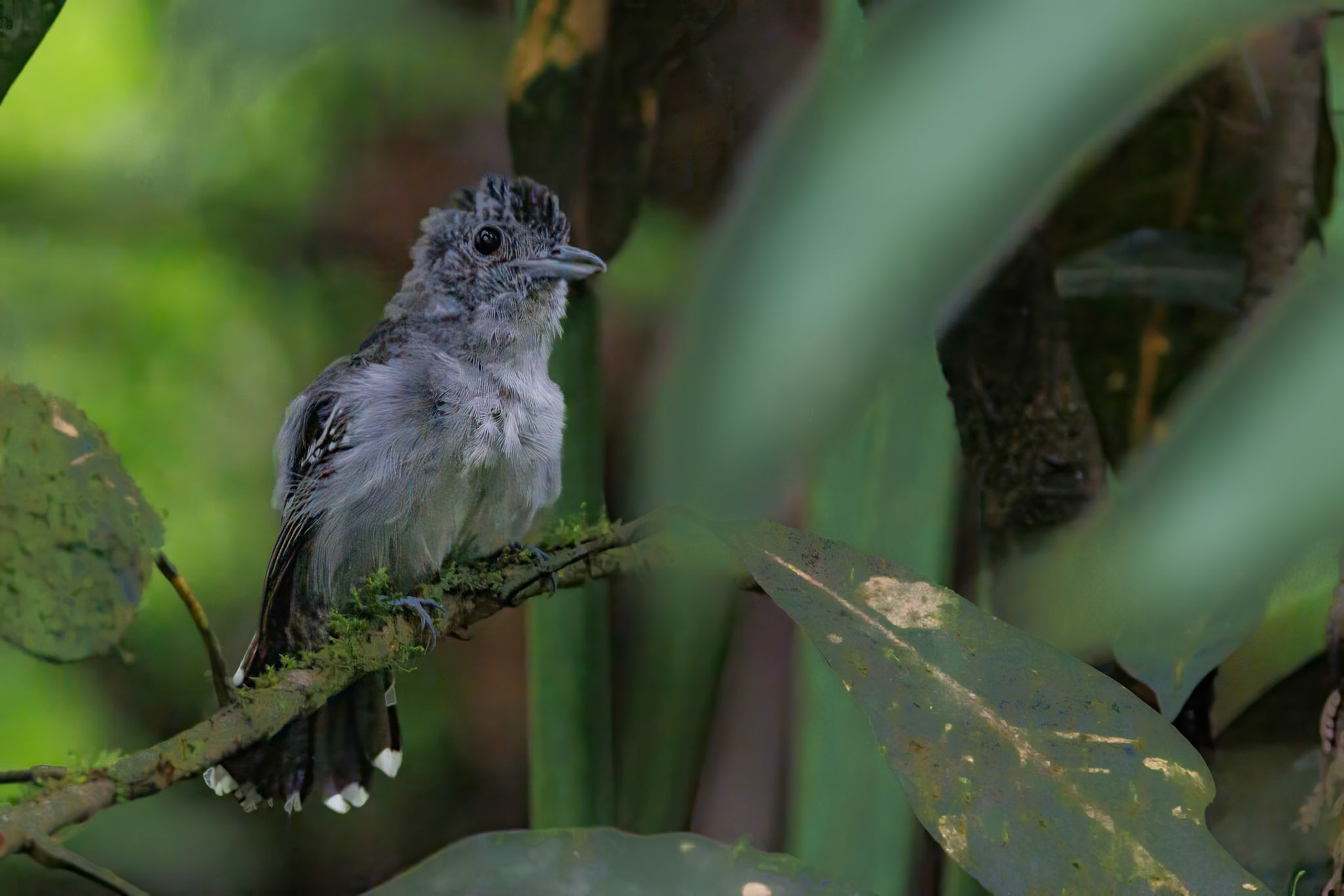 Black-crowned Antshrike