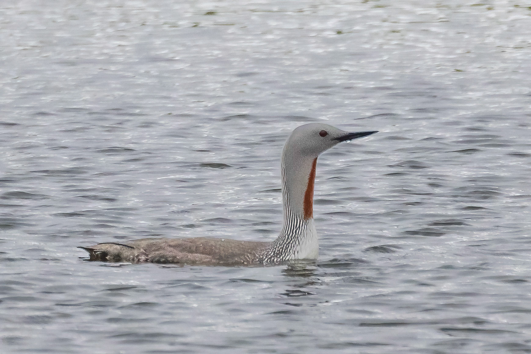 Red-throated Loon