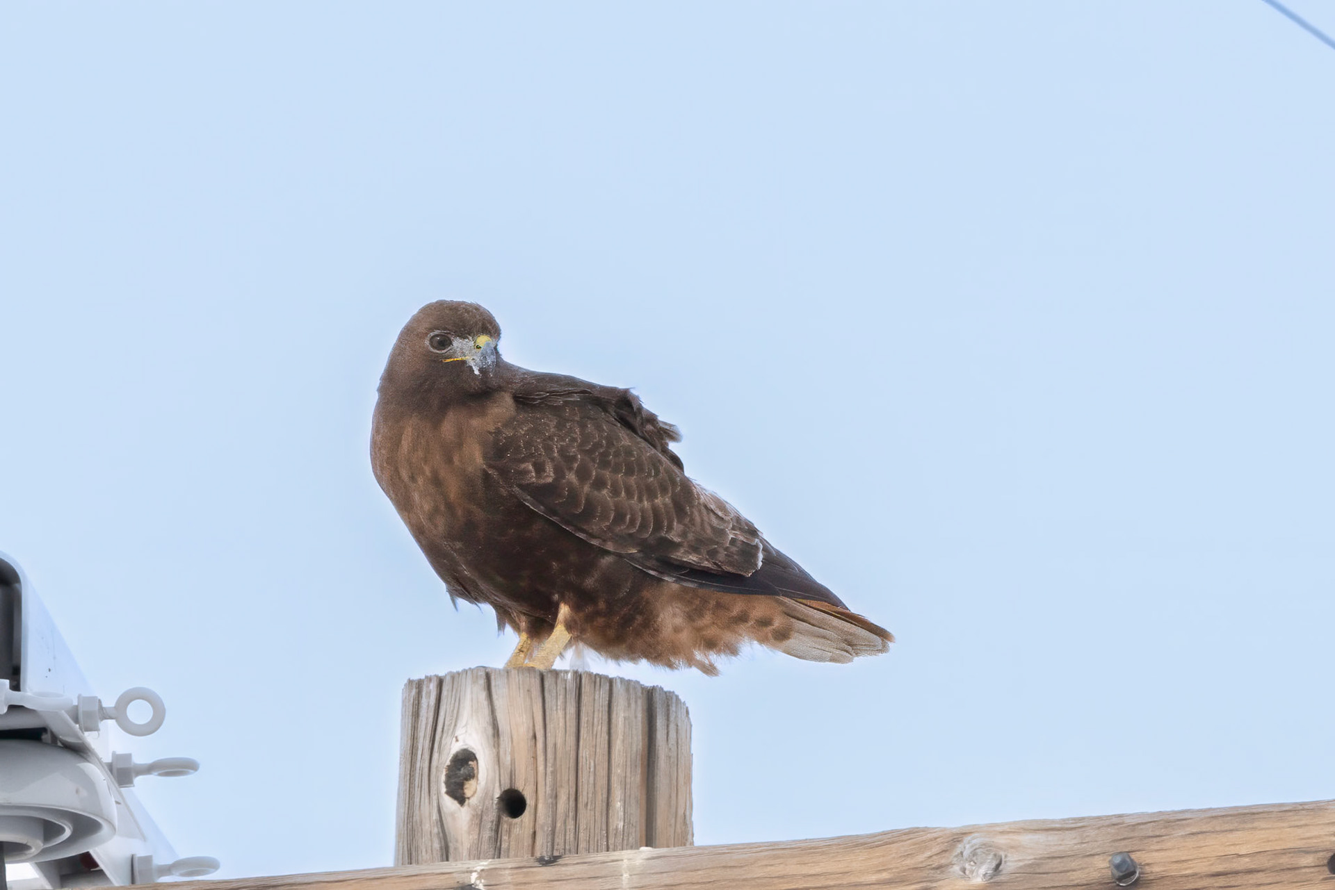 Ret-tailed Hawk