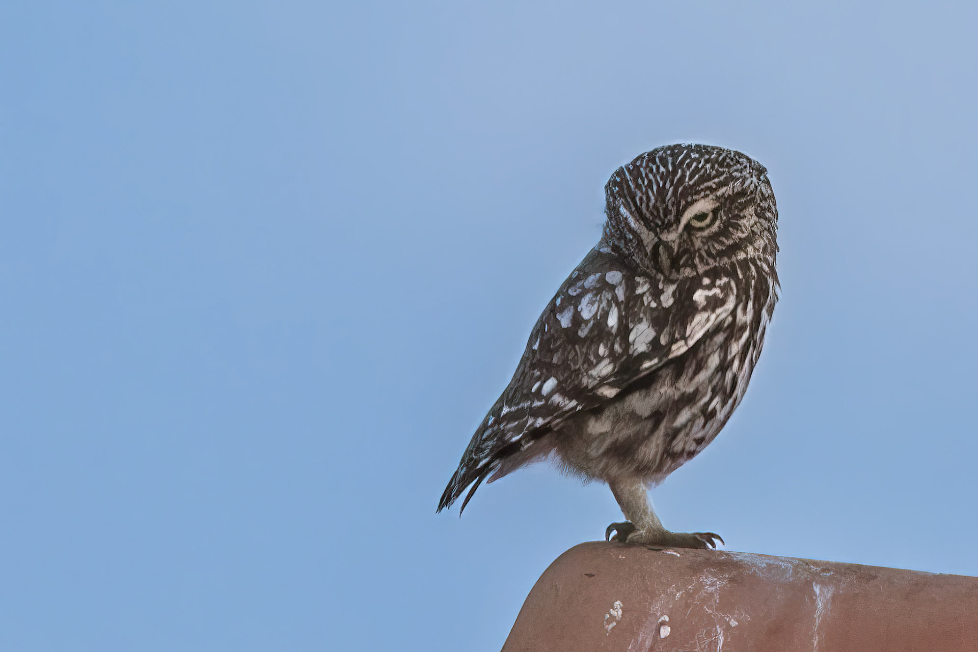 Little Owl