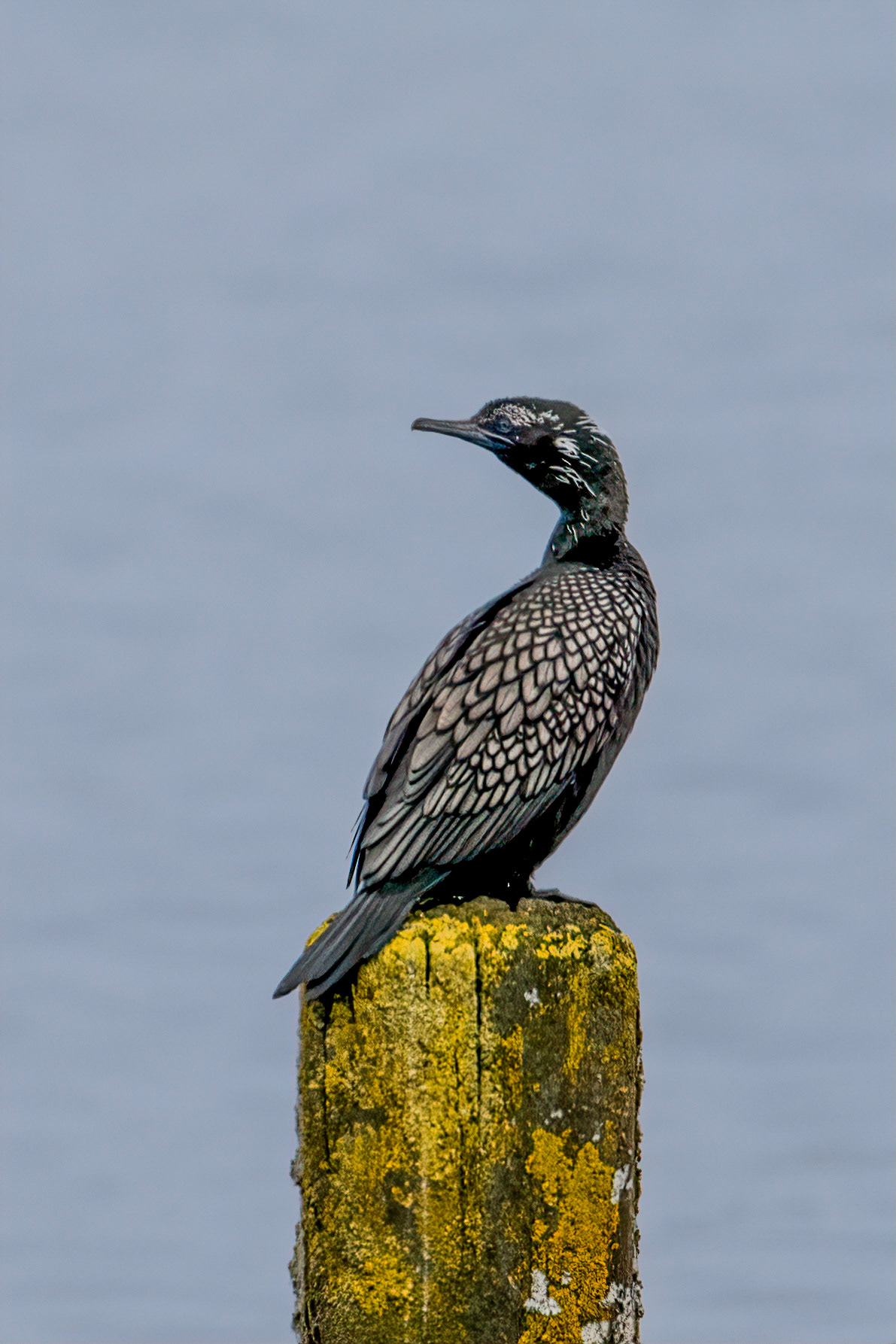 Little Black Shag