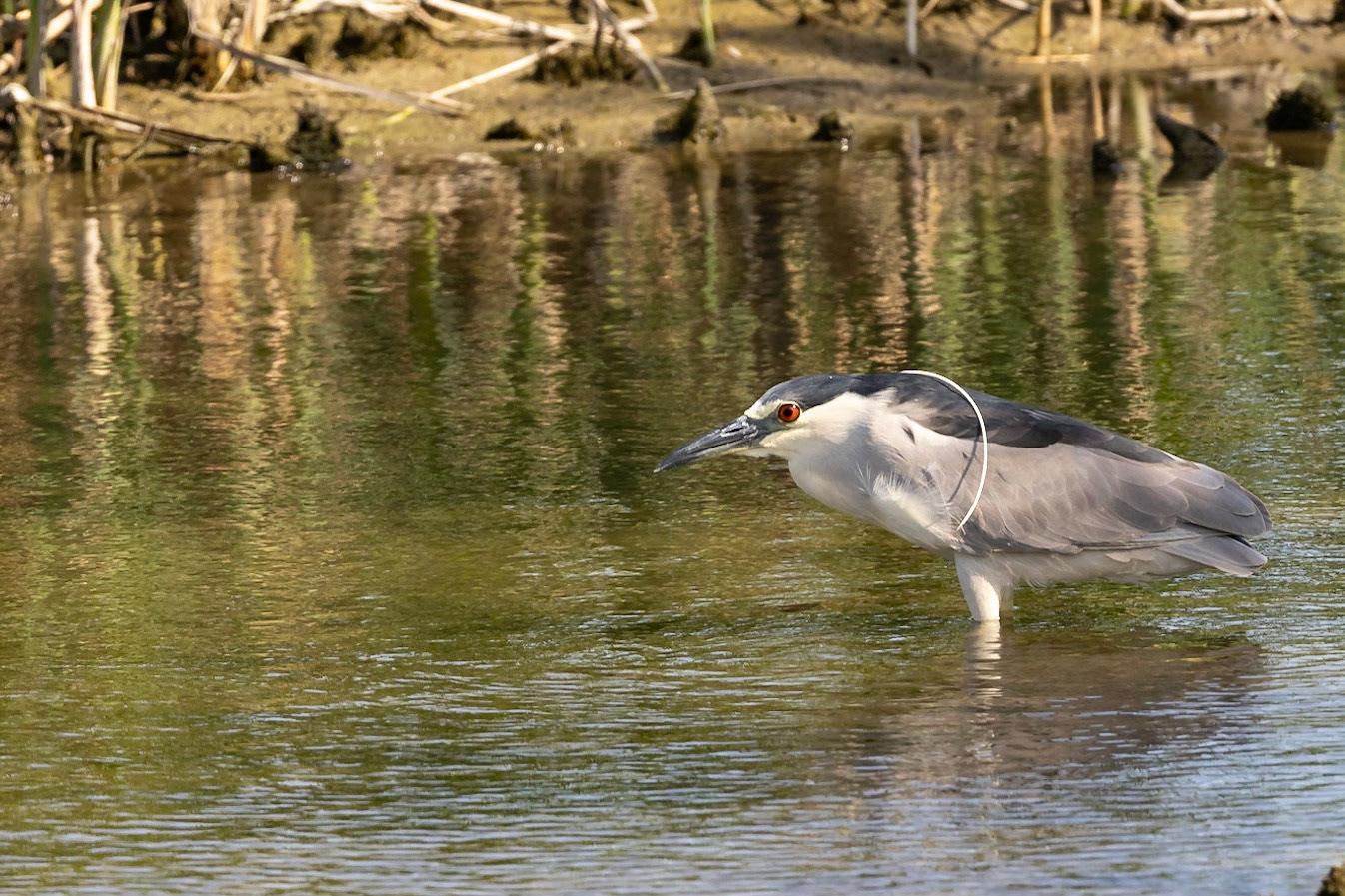 Black-crowned Night-Heron