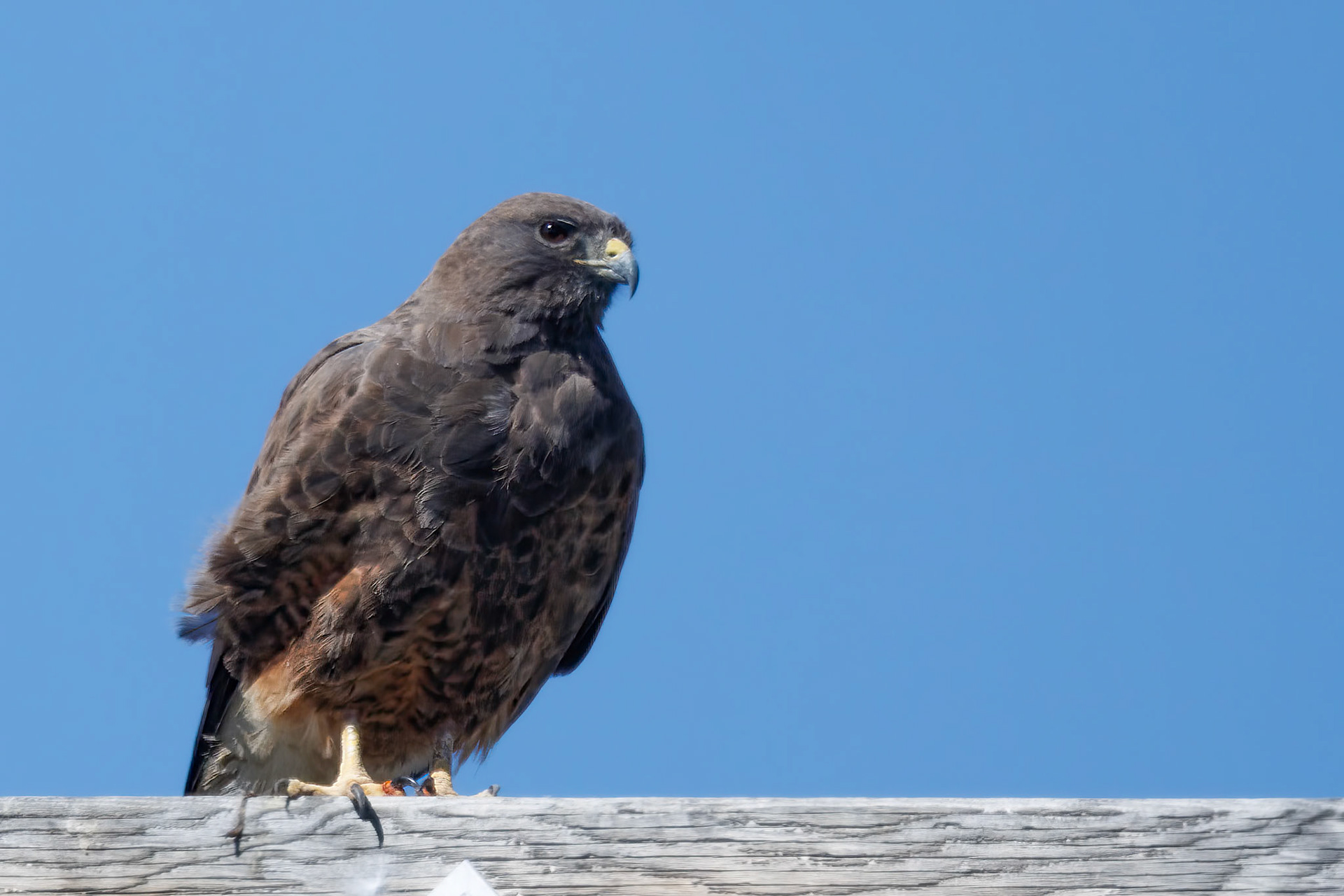 Swainson's Hawk