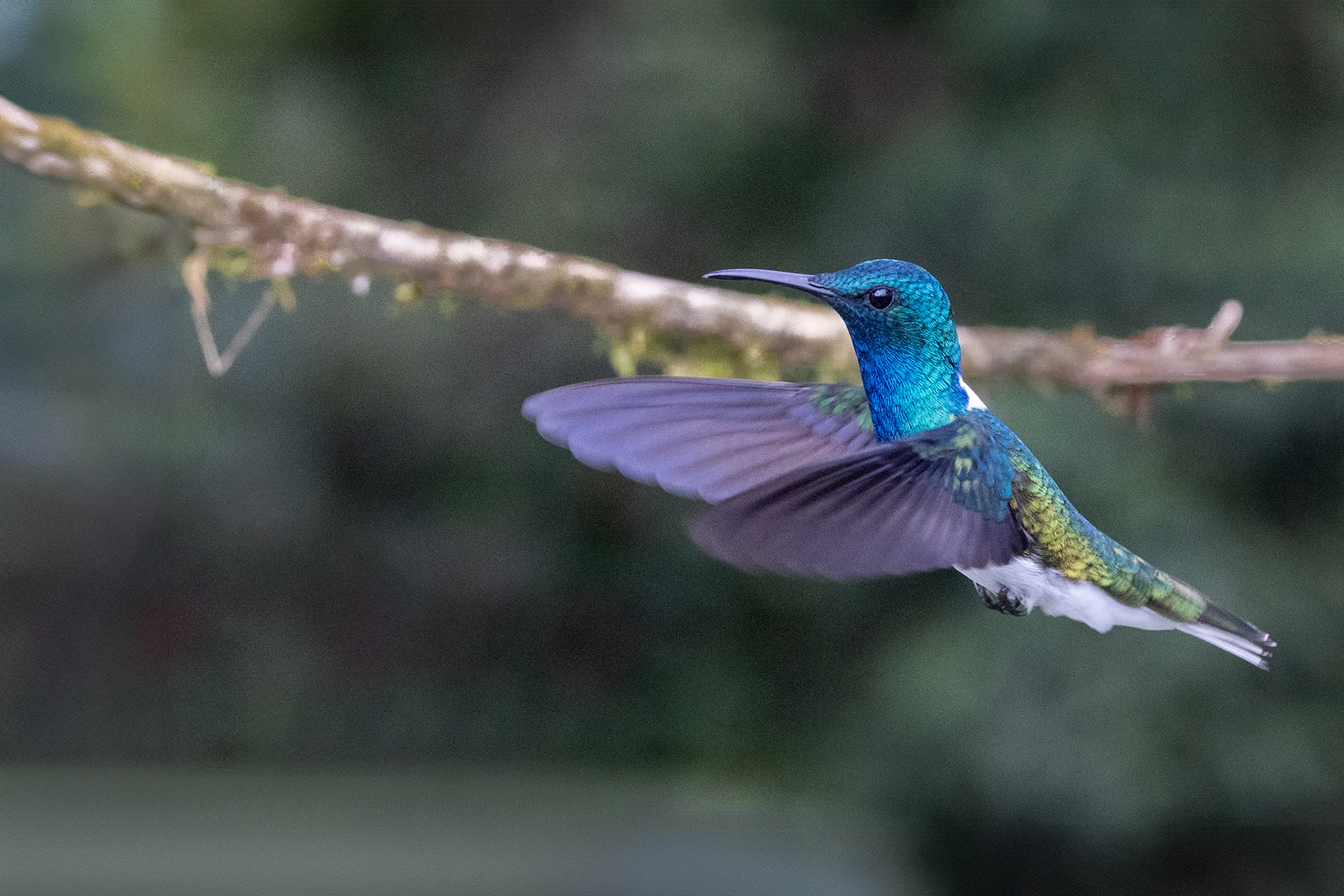 White-necked Jacobin