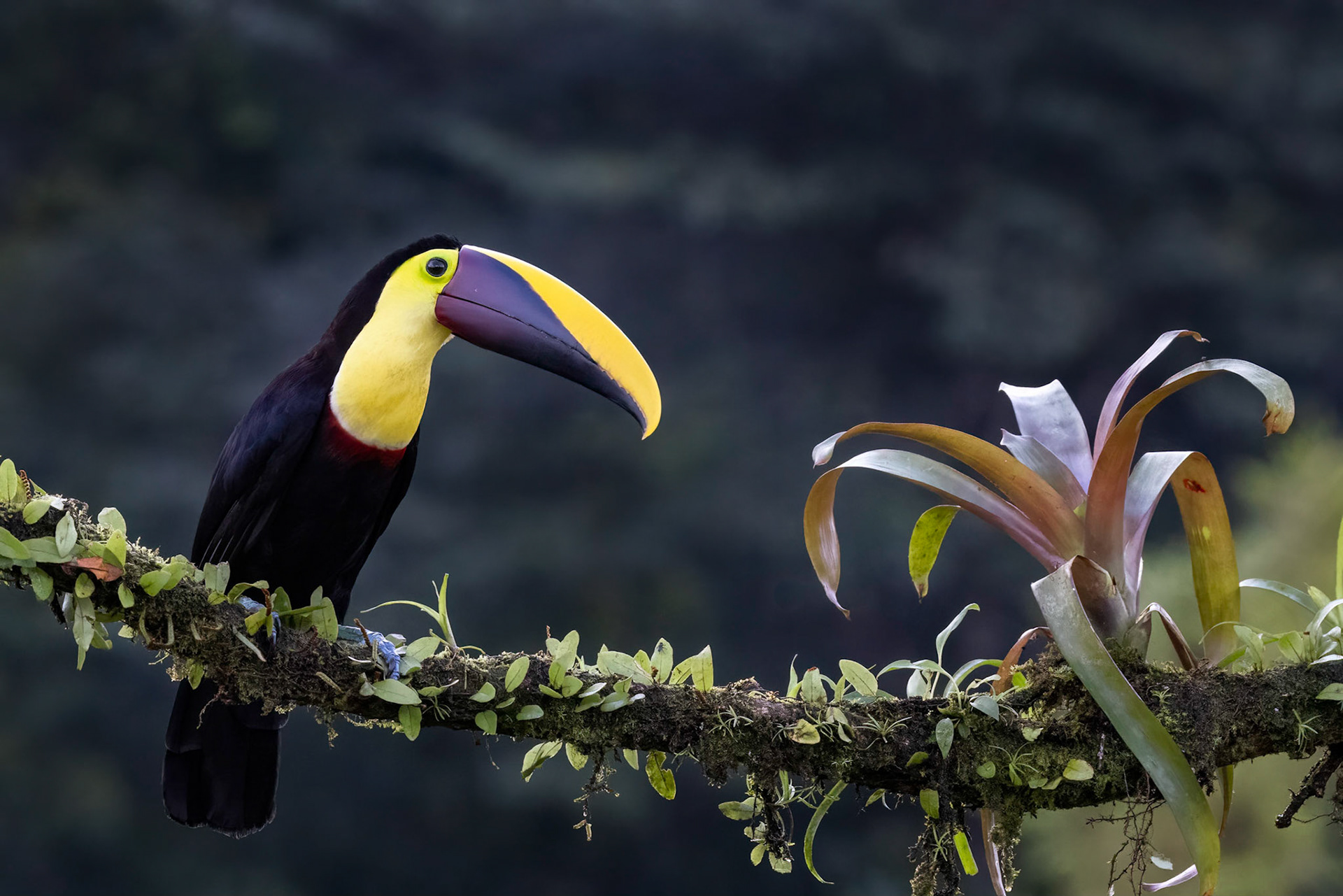 Yellow-throated Toucan