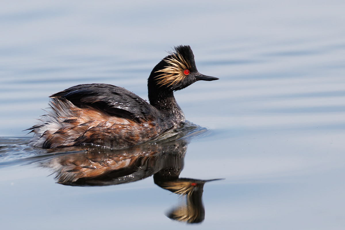 Eared Grebe