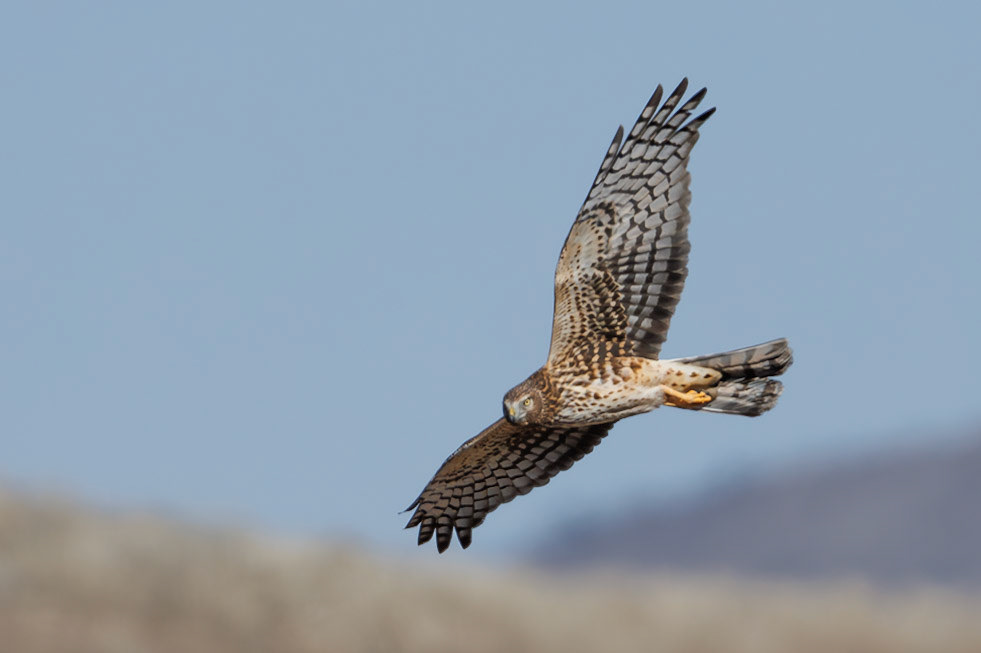 Northern Harrier