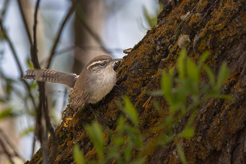 Bewick's Wren