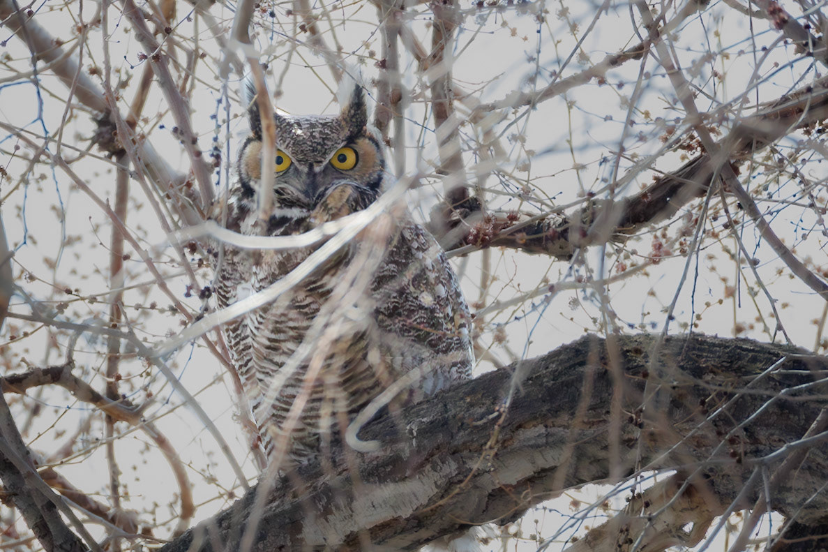 Great Horned Owl