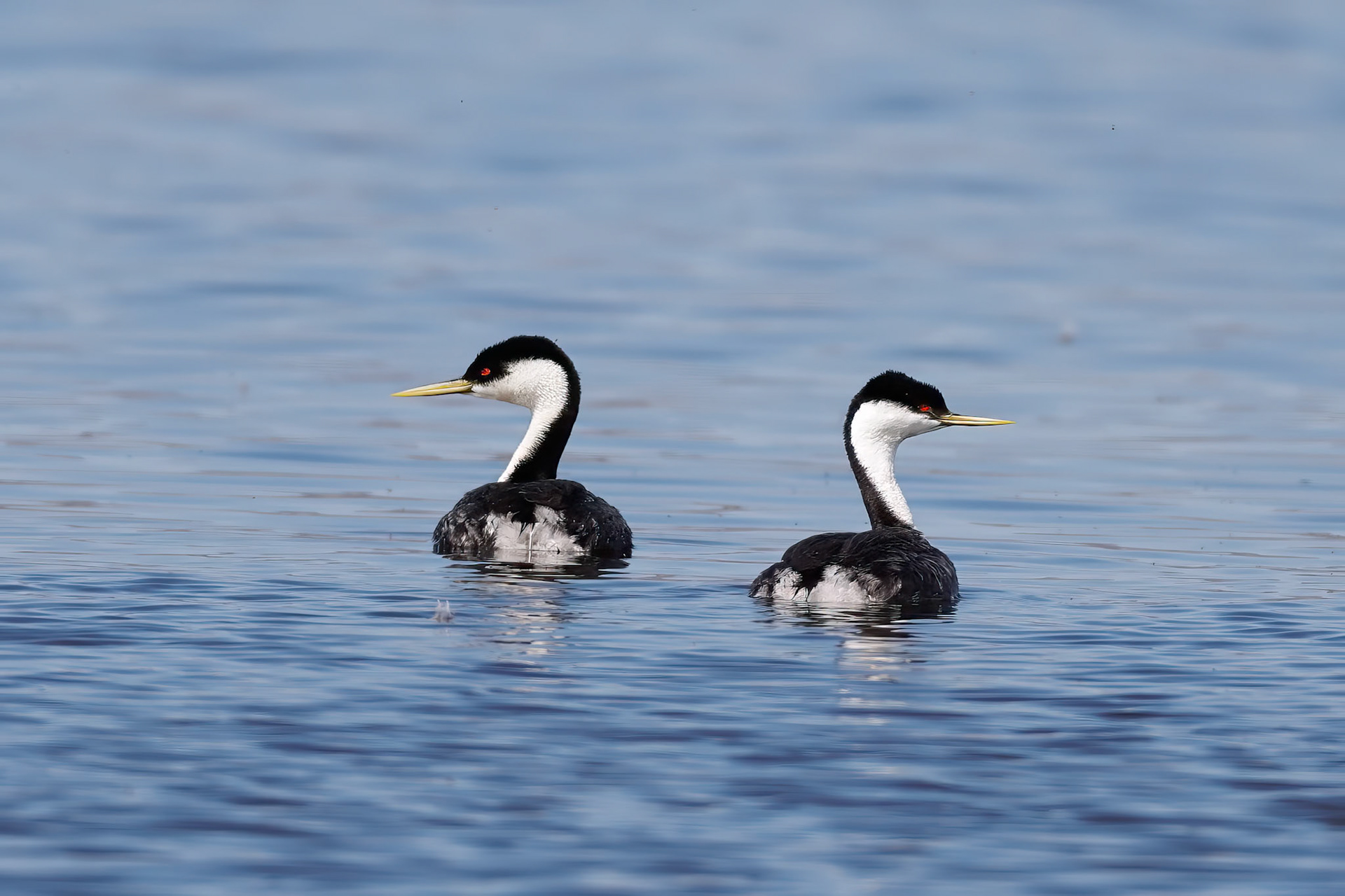 Western Grebe