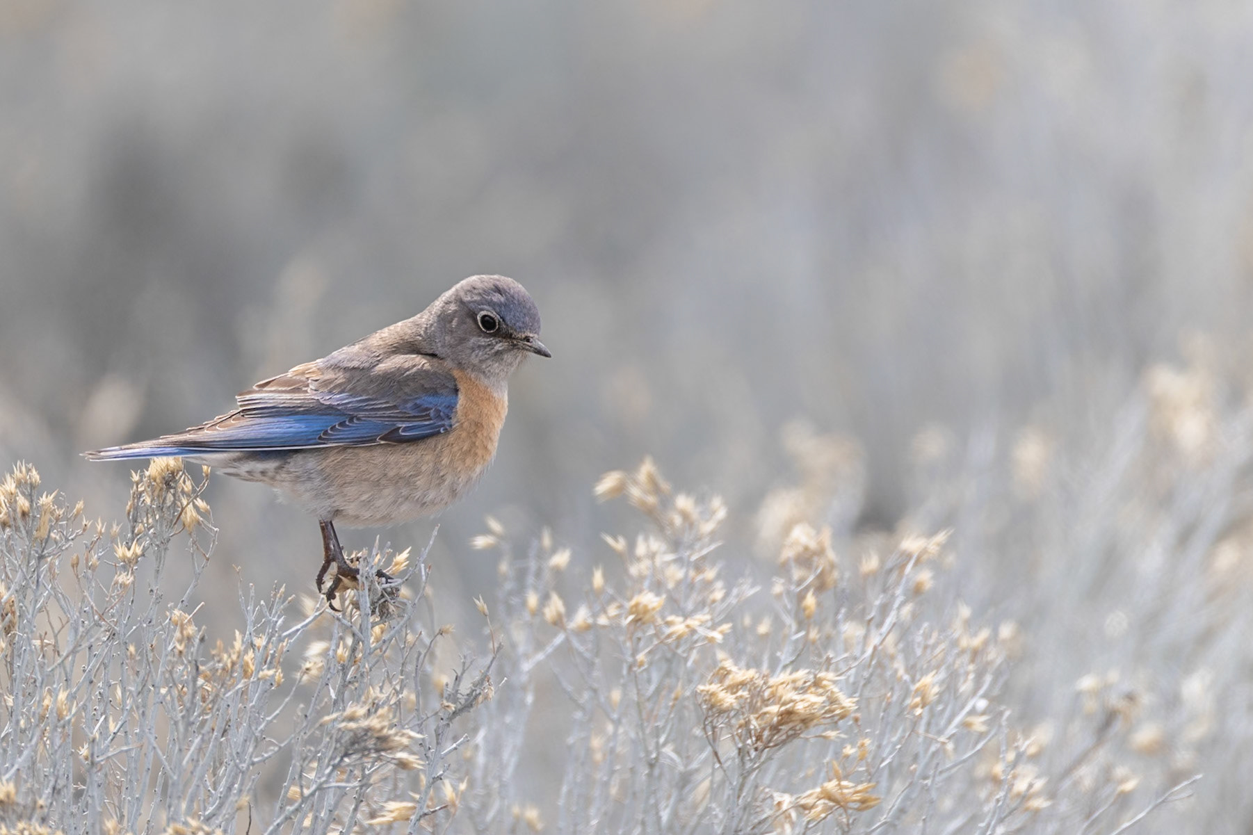 Western Blue Bird