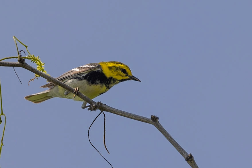 Black-throated Green Warbler